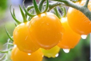 採れたて野菜を使った朝食